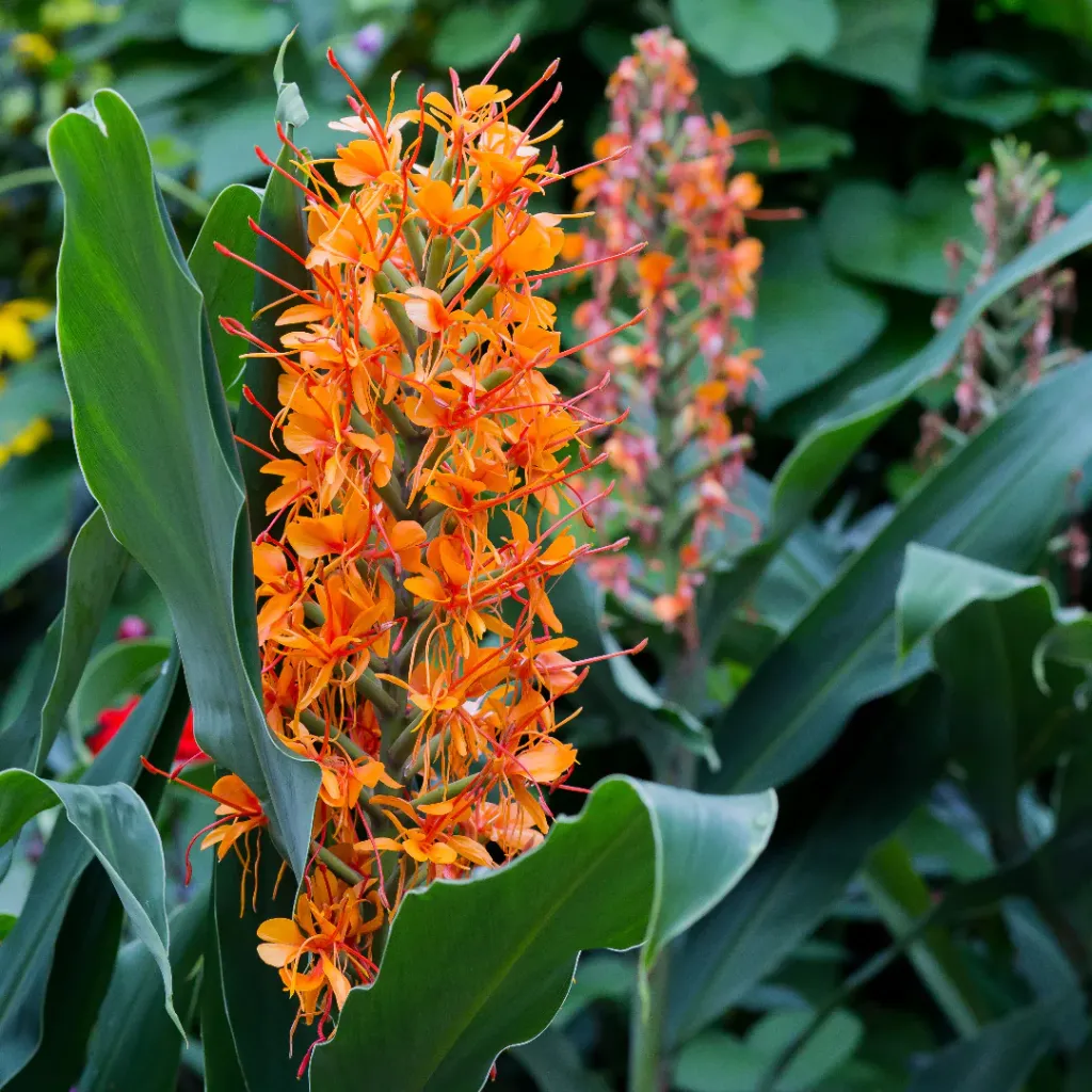 Ginger lily (Orange)