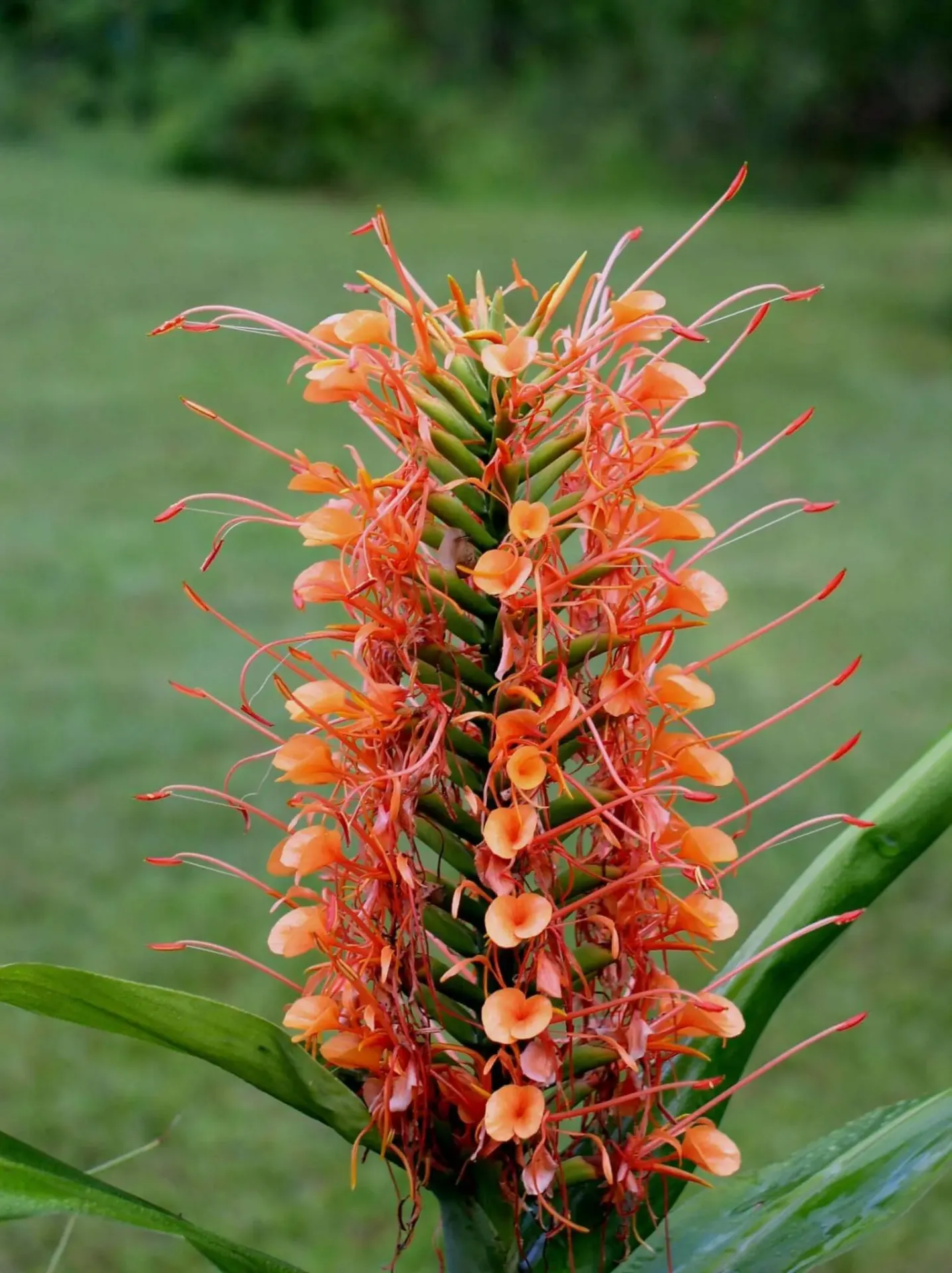 Ginger lily (Red)