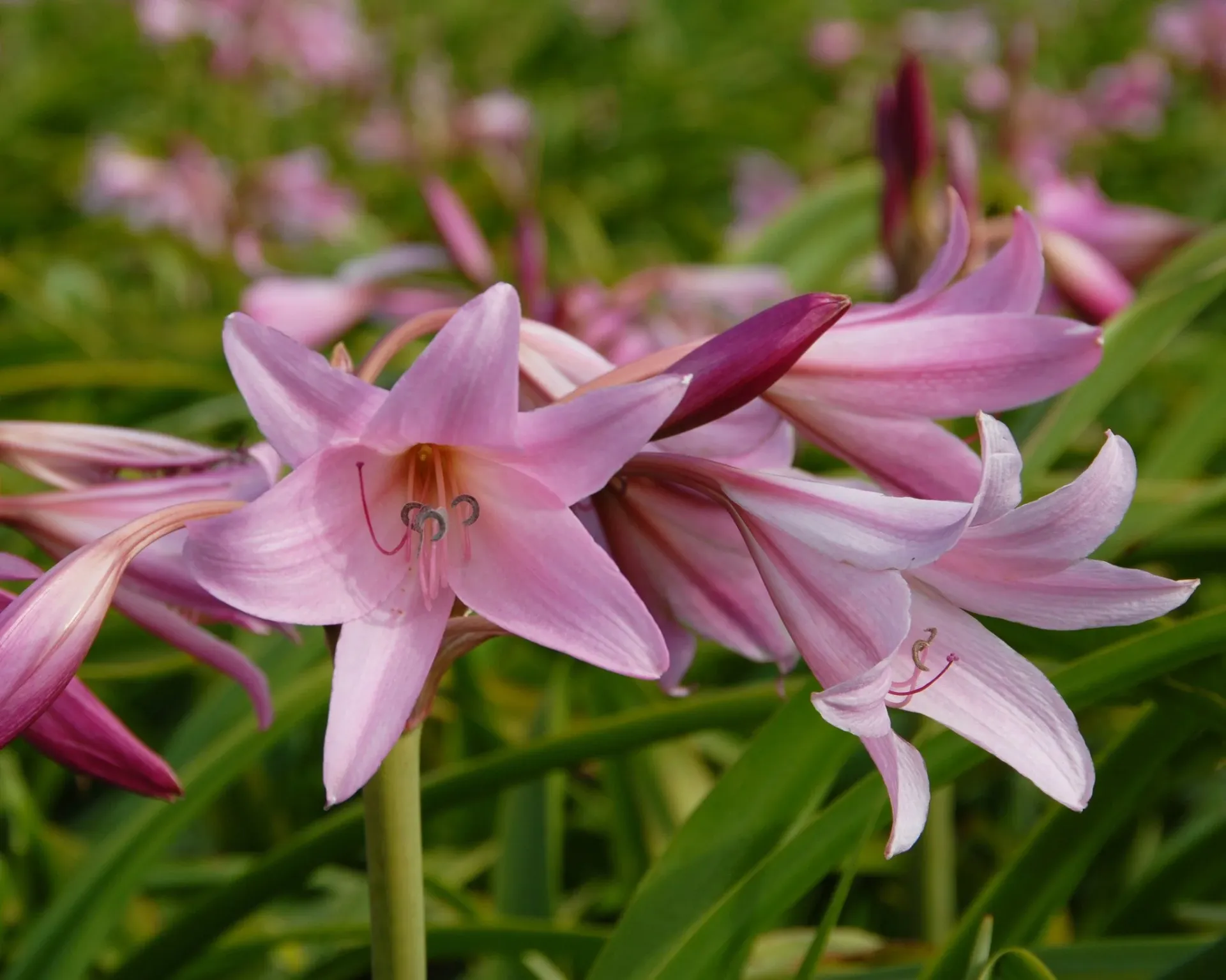 crinium pink