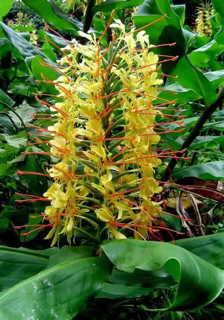 Ginger lily (Yellow)