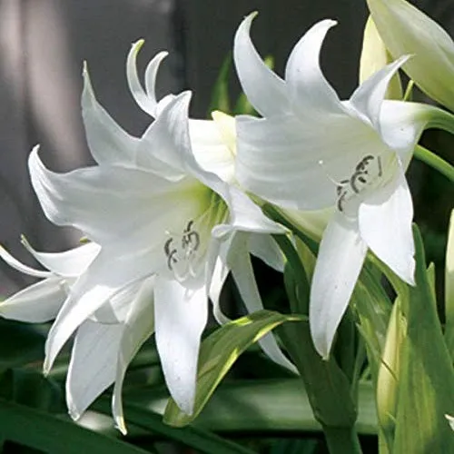 Crinium (White)