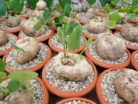 Stefania (rotunda)
