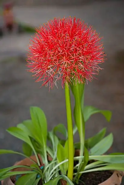 Football lily (Pink)