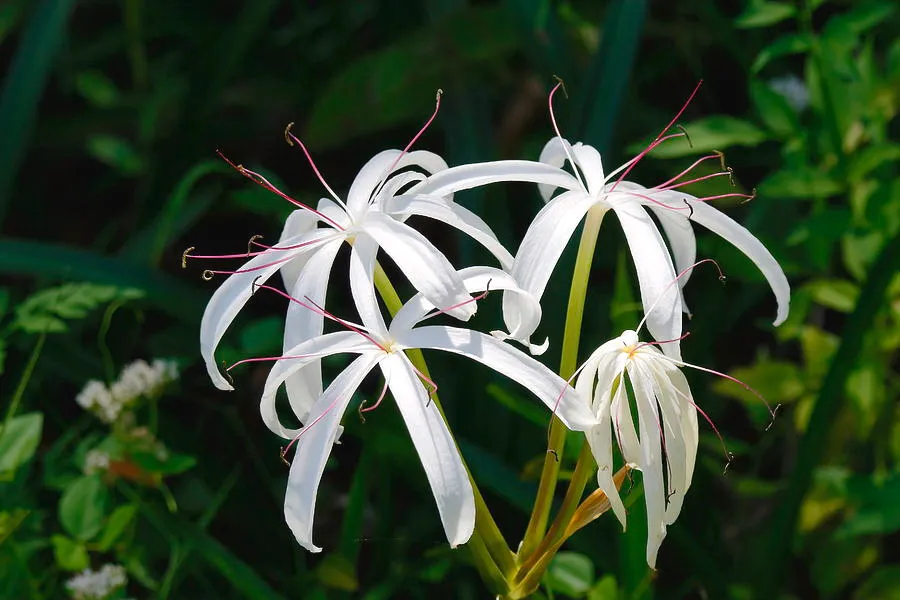 Spider lily (white)