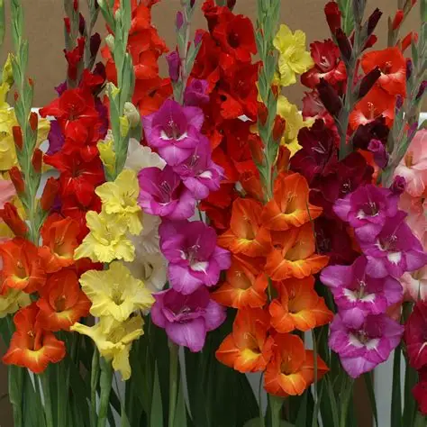 🌸 Gladiolus Mix
