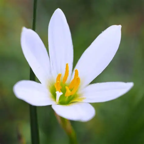 Rain lily (white) zephyranthes