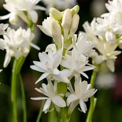 Tuberose (rajnigandha) Double
