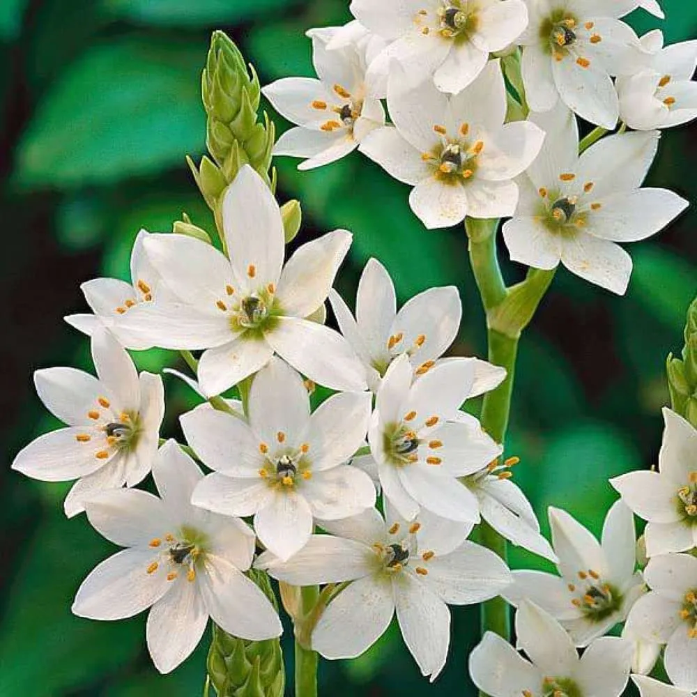ornithogalum