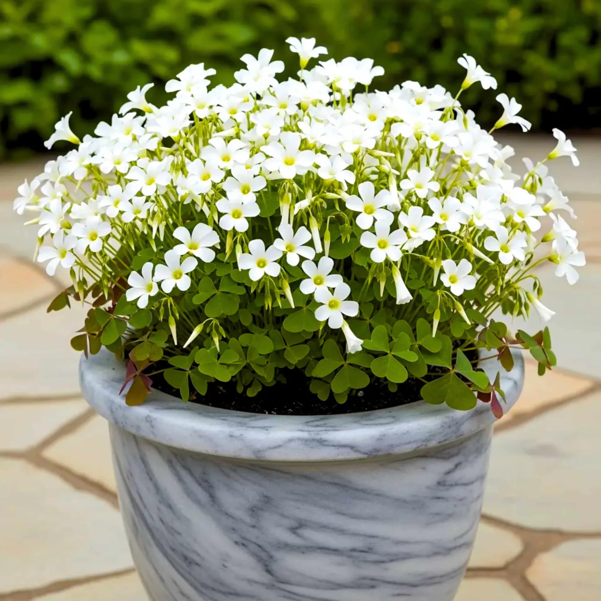 Oxalis white