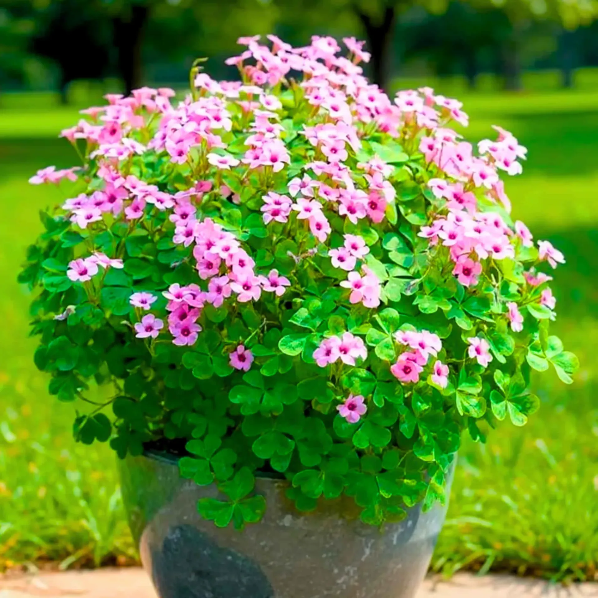 Oxalis pink
