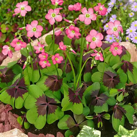 Oxalis iron cross