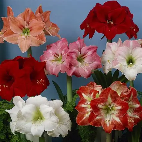 Amaryllis Mix