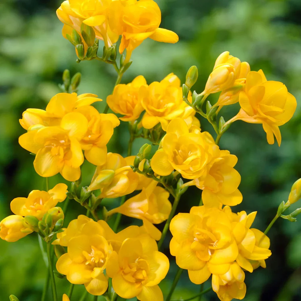 Fressia yellow