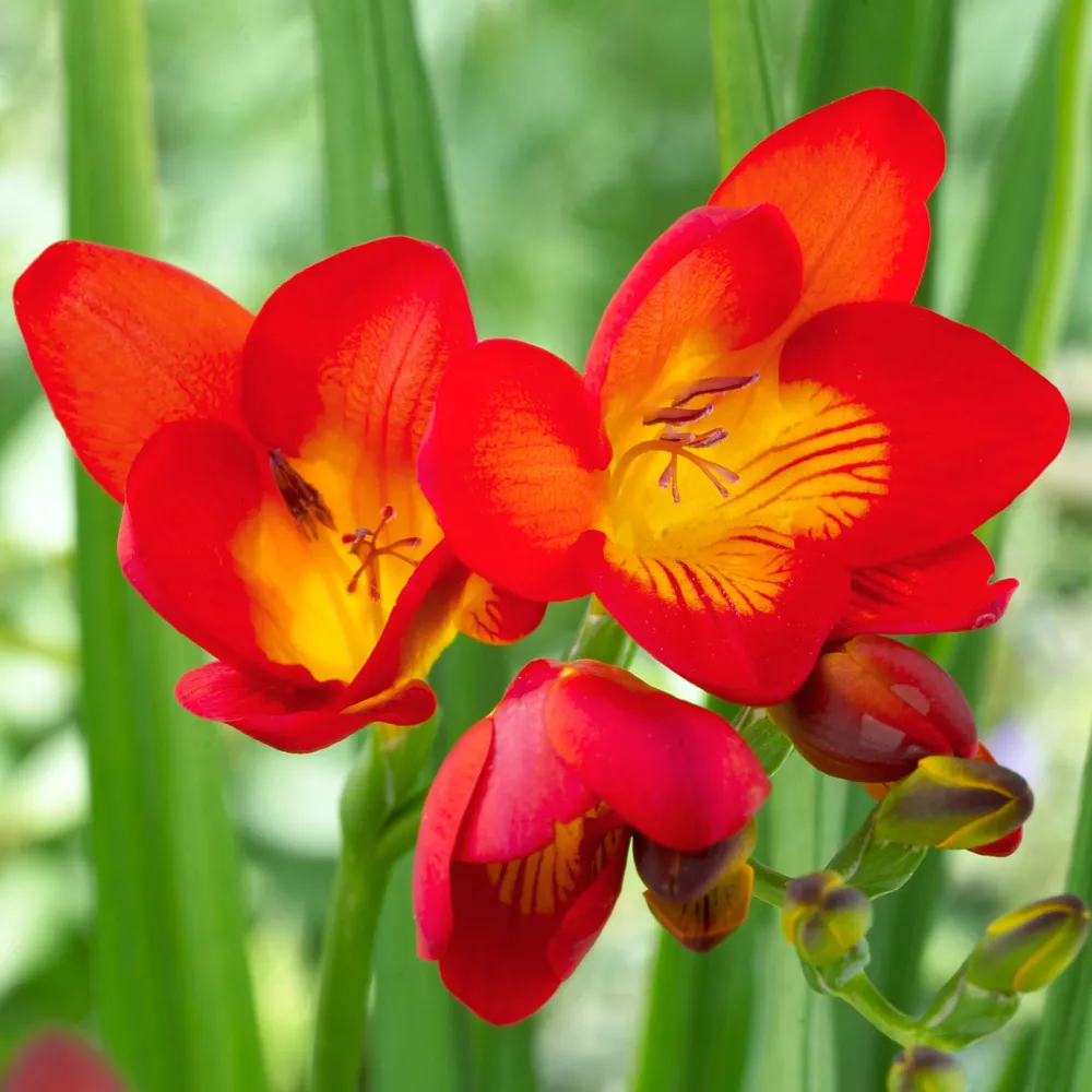 Freesia red