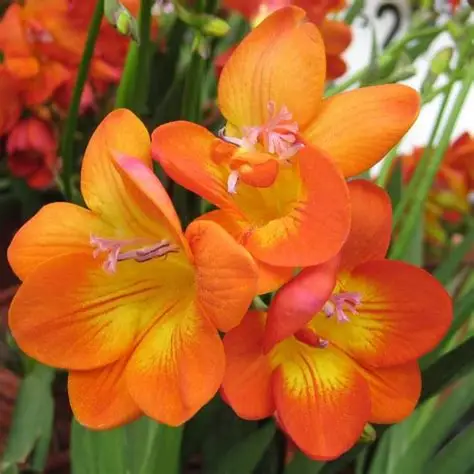 Fressia Orange