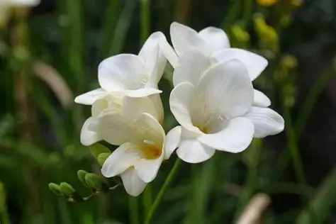 freesia white bulbs