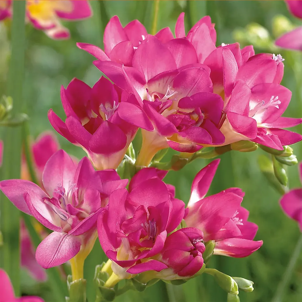 Fressia Pink bulbs