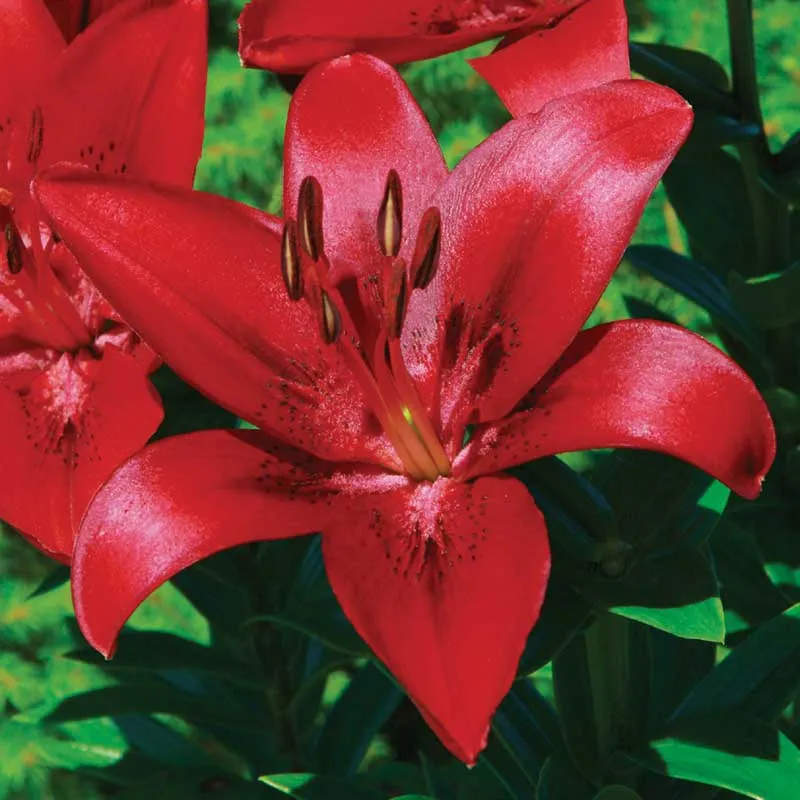 Lilium Asiatic Red