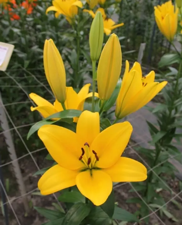 Lilium Asiatic Yellow
