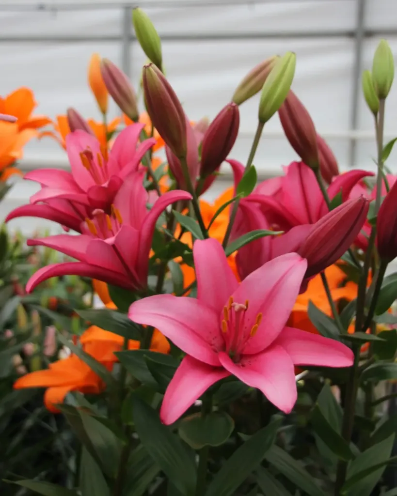 Lilium Asiatic Pink