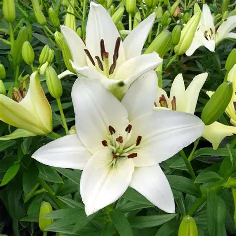 Lilium Asiatic White