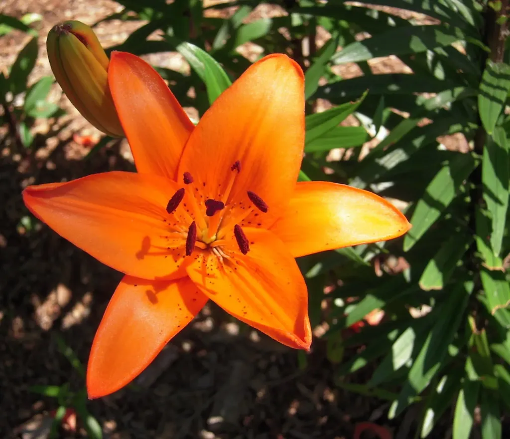 Lilium Asiatic orange
