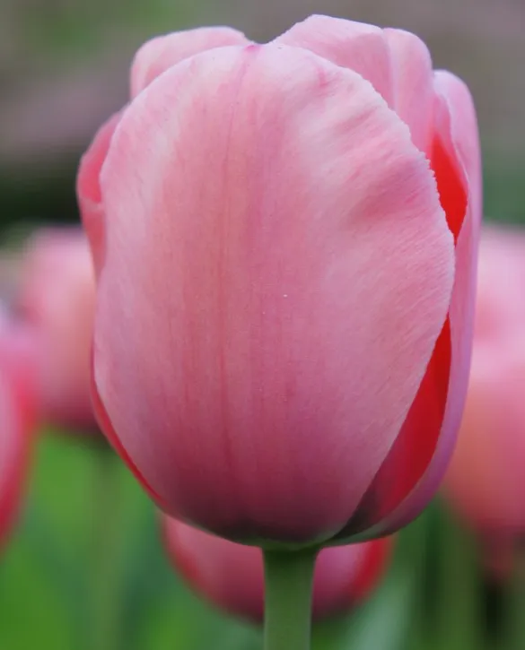Tulip pink impression