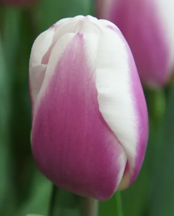 Tulip librije