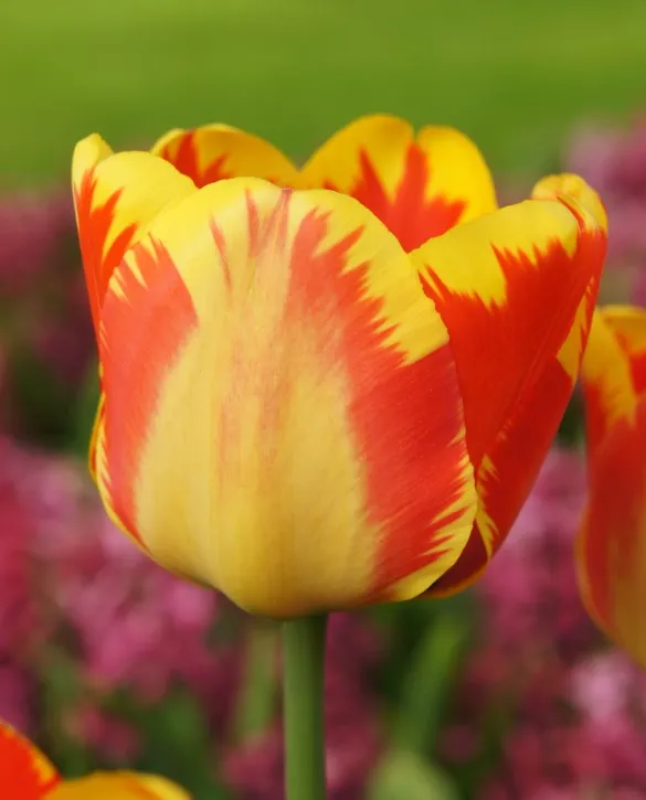 Tulip banja luka