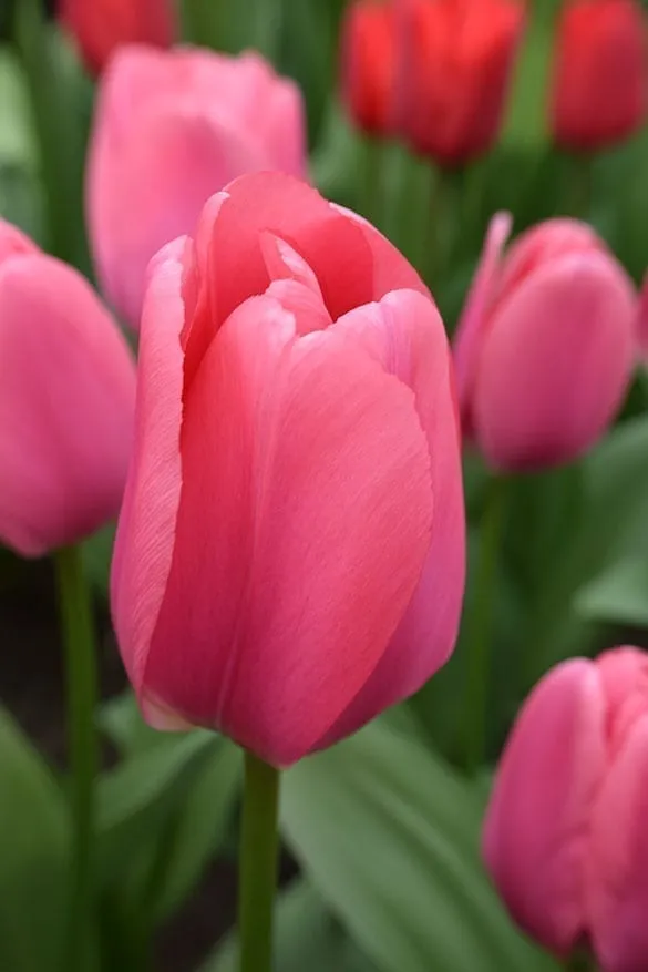 Tulip big love