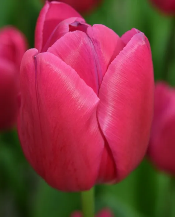 Tulip pink ardour