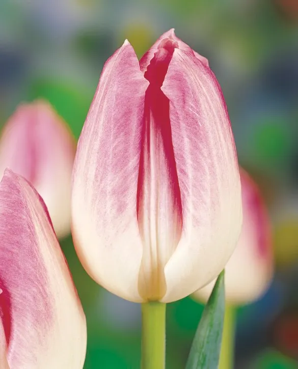 Tulip first class