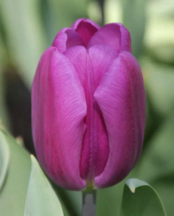 Tulip purple flag