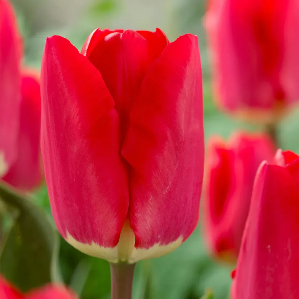 Tulip fostery king