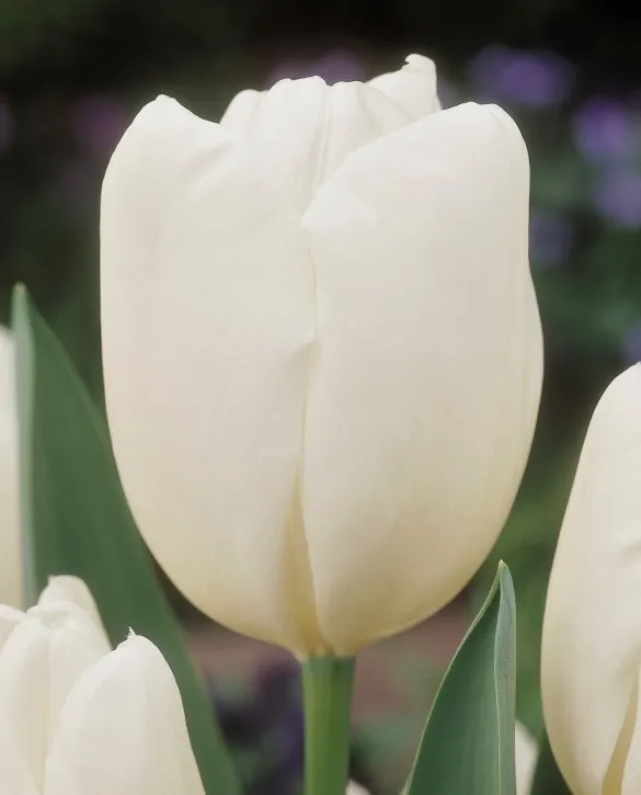Tulip hakkun