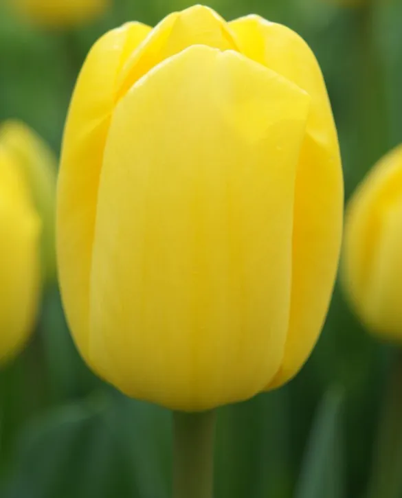 Tulip novi sun