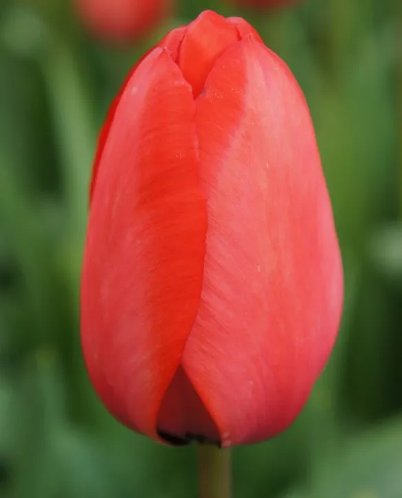 Tulip red impression