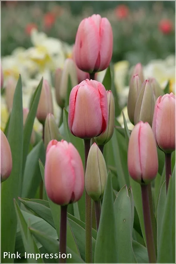 Tulip pink sound