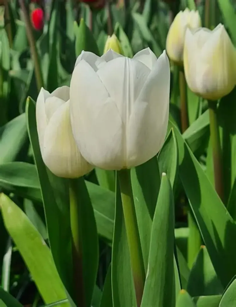 Tulip royal virgin