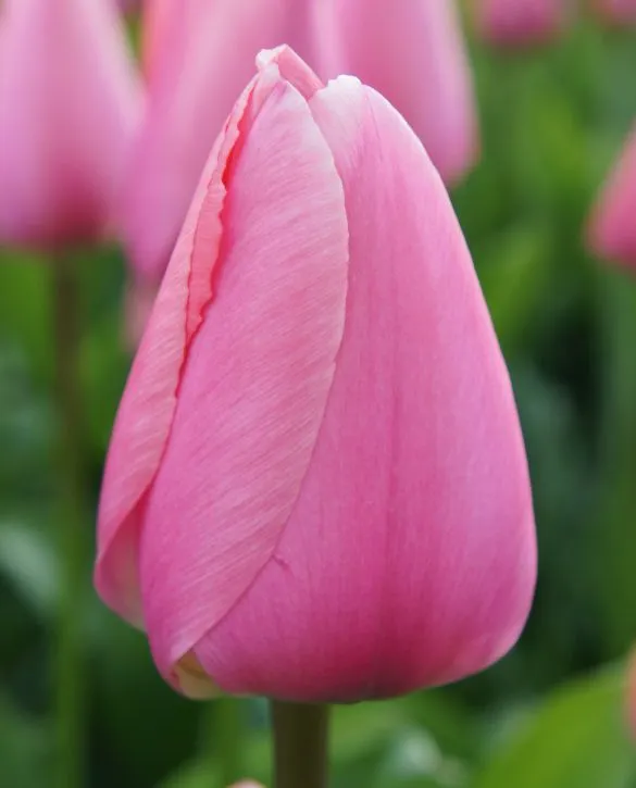 Tulip