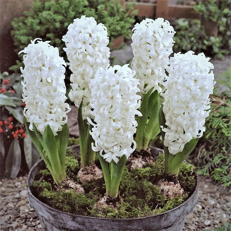 Hyacinth Aiolos