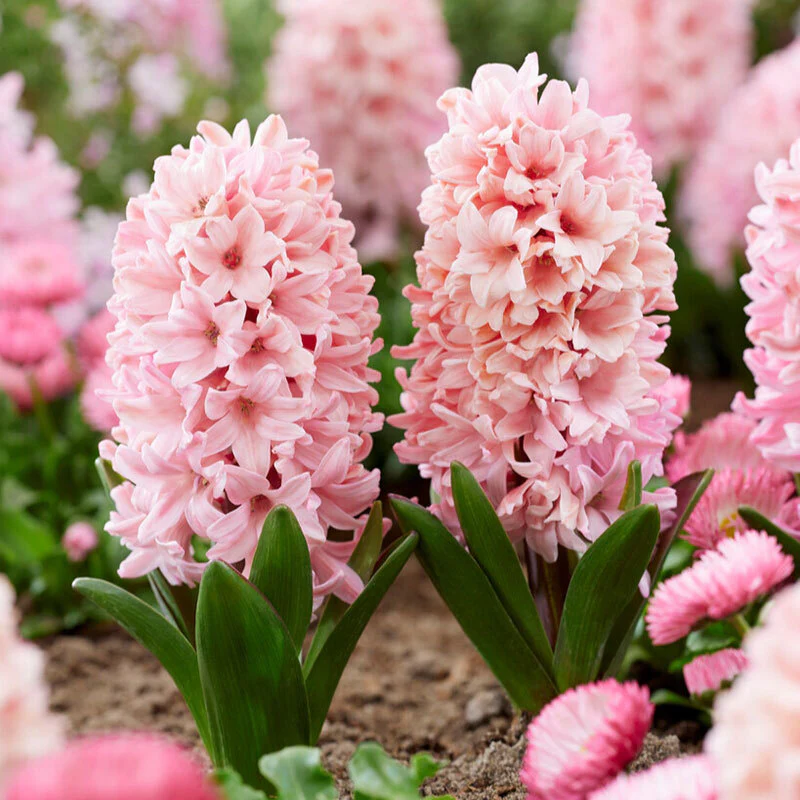 Hyacinth apricot passsion