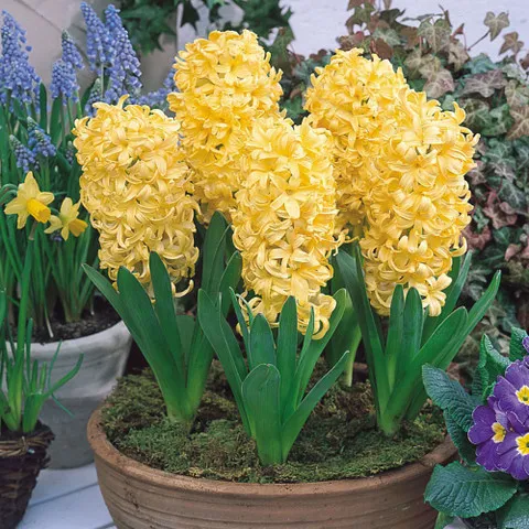 Hyacinth gipsy princess