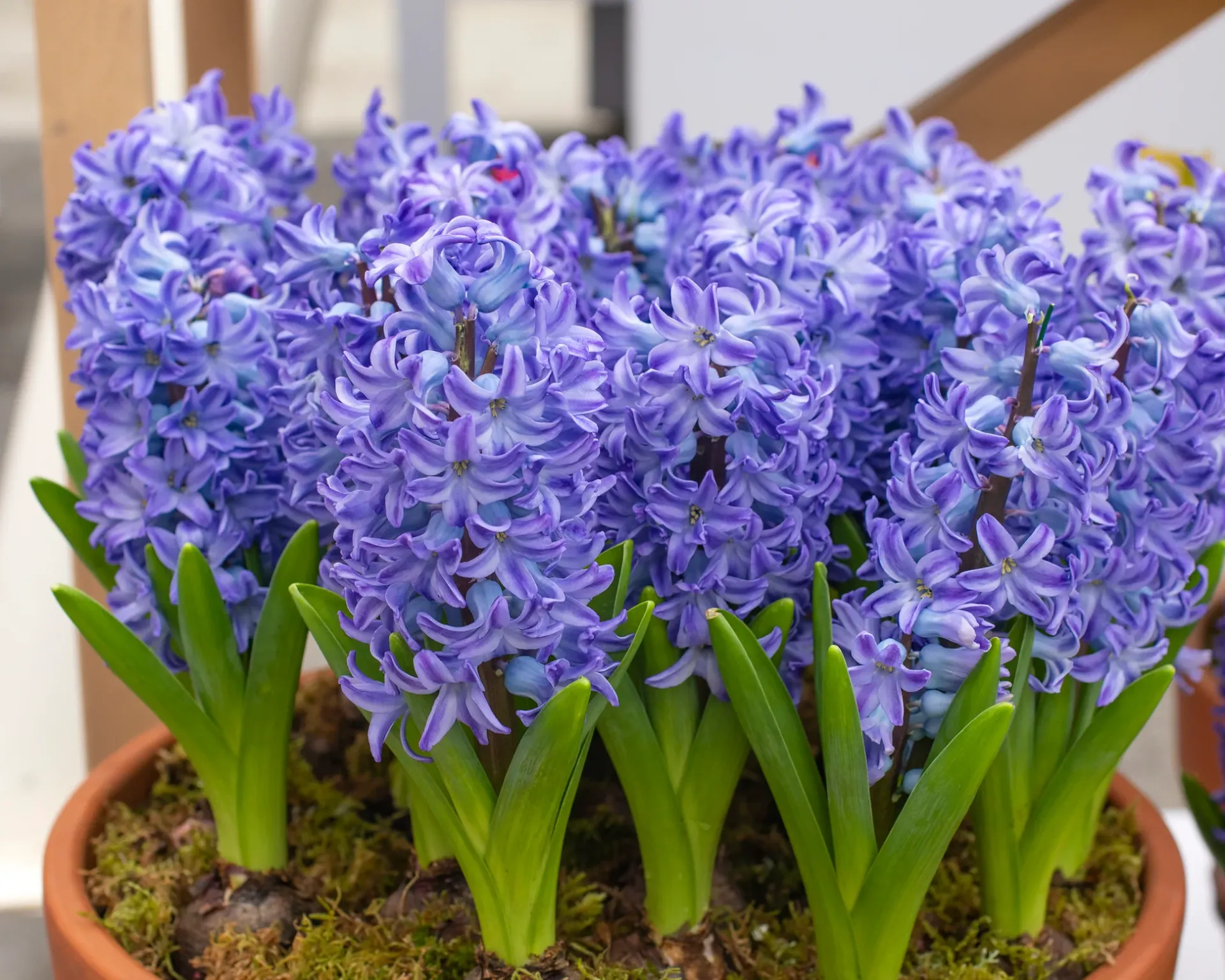 Hyacinth aqua