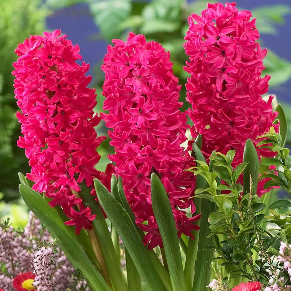 Hyacinth jan bos