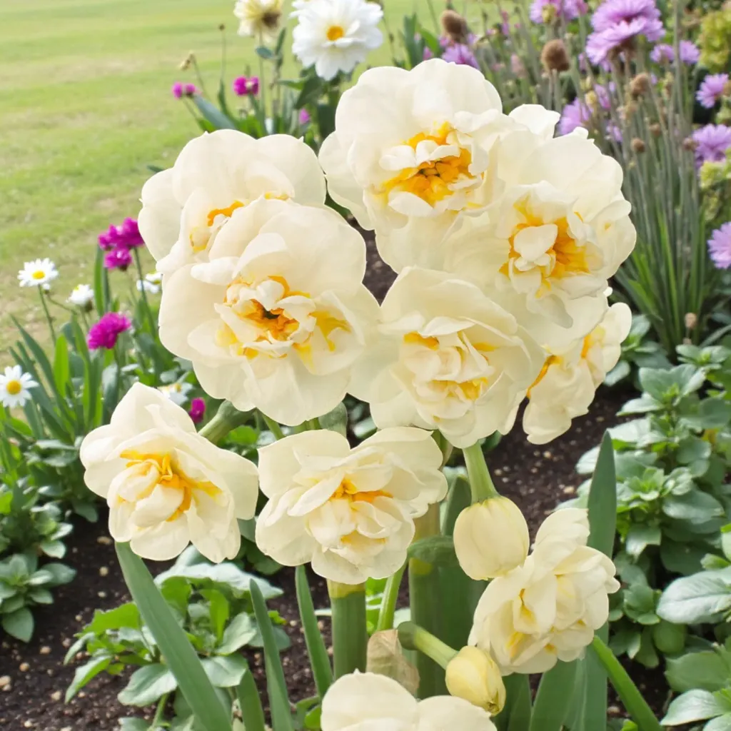 Daffodil abaa