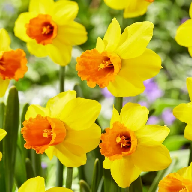 Daffodil jet fire