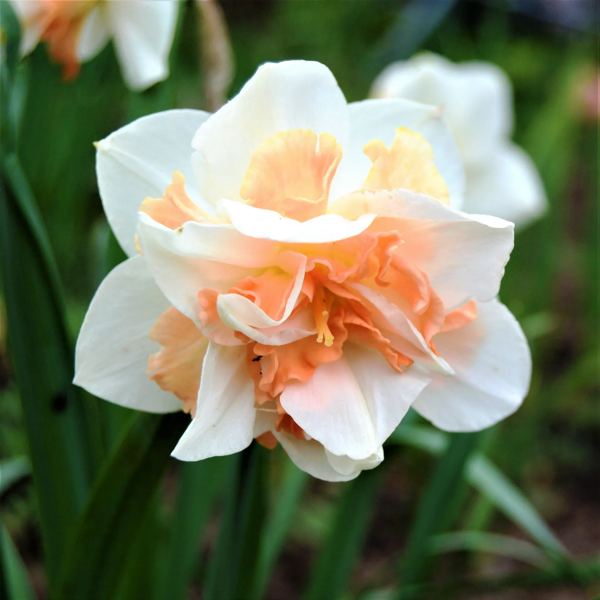 Daffodil Replete
