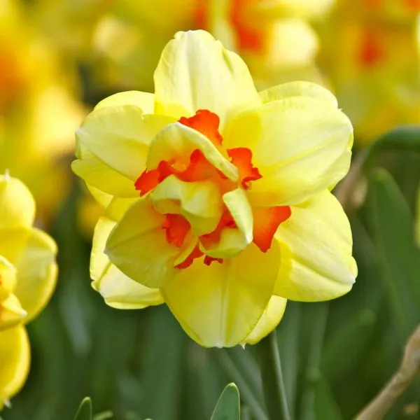 Daffodil tahiti
