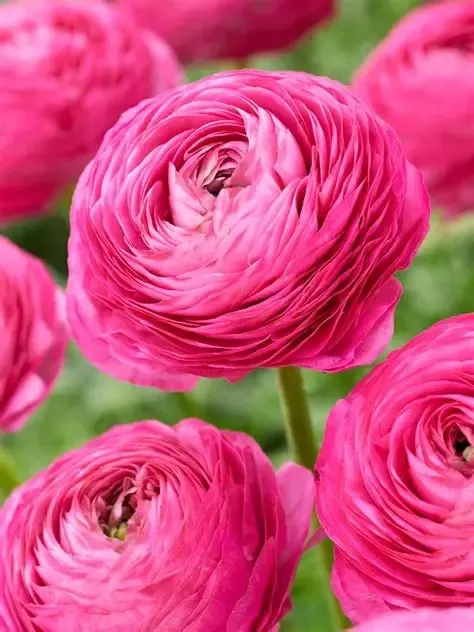 Ranunculus pink
